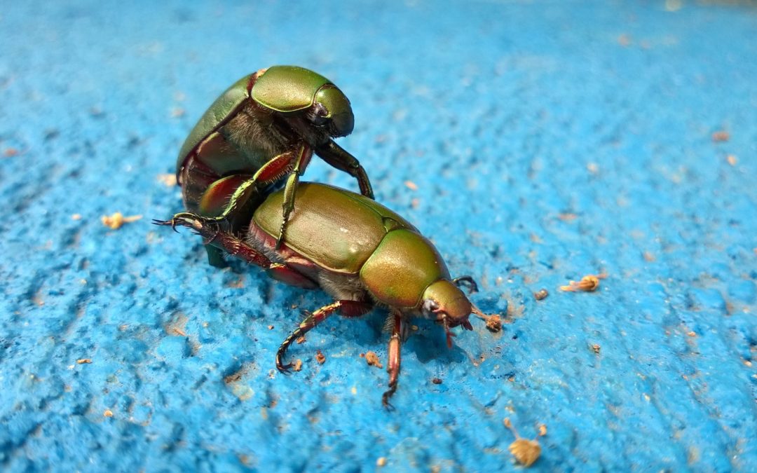 Two beetes mating