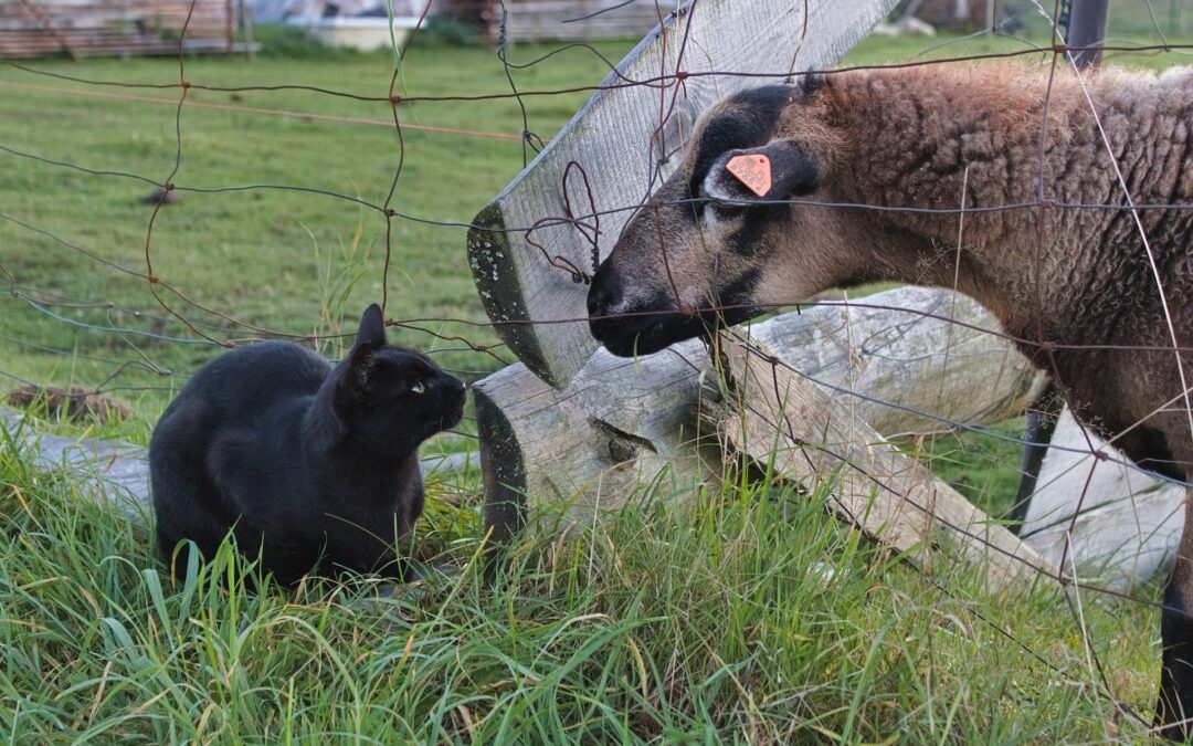 A cat and a sheep listening to each other through a fence